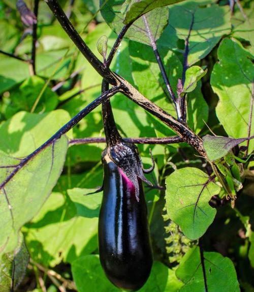 茄子种植全攻略（最佳播种时间、种植技巧及常见问题解答）