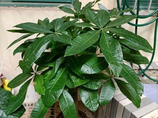 大发财树的养殖方法和注意事项（打造简单易行的绿色空间-大发财树养殖全指南）