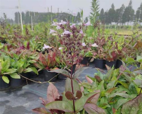 毛地黄的种植盆选取（毛地黄的盆栽需要注意什么？）