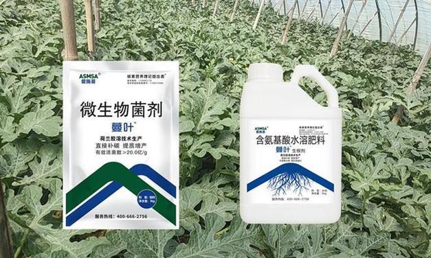 西瓜喜肥的肥料选择（探究西瓜生长中所需肥料及施肥技巧）