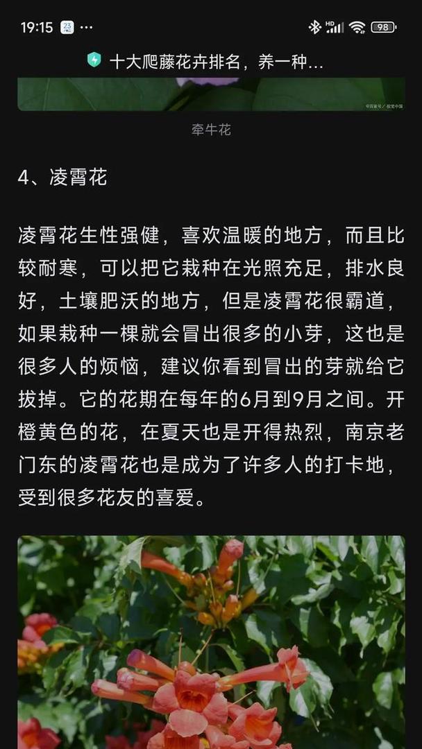 凌霄花开花时间及花期（什么时候是凌霄花开花季节？凌霄花的花期在哪个月份？）