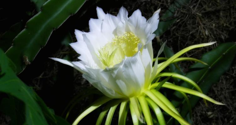 火龙果花的神奇功效（从美容养颜到防癌抗氧化，你需要知道的一切）
