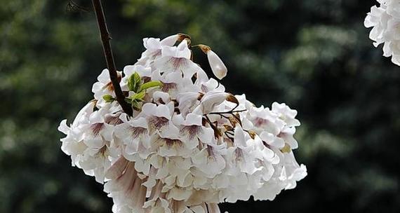 桐树开花时间与特点（探究桐树开花周期及影响因素）