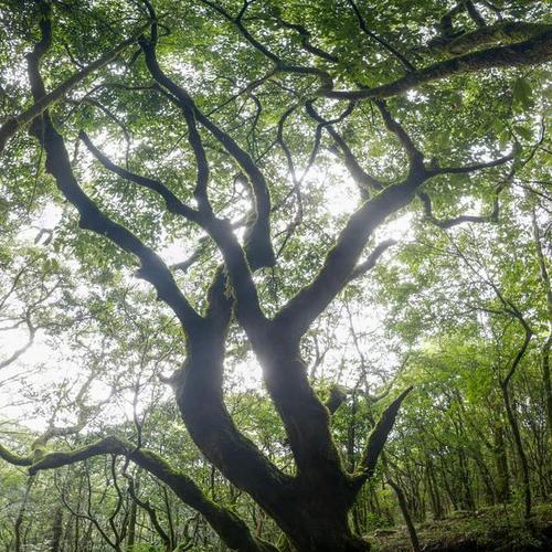 耳树——神奇的“听”树（介绍耳树的种类、生长环境和特点）