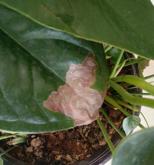 红掌为何不开花（揭秘红掌不开花的原因与解决方法）