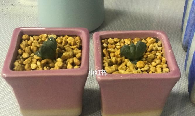 鹿角海棠的种植和养护（多久服盆合适？如何科学管理？）