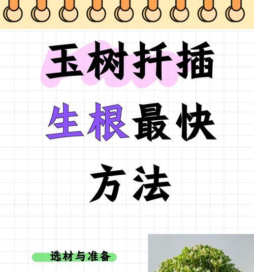 揭秘迎春花扦插生根最快方法（最全攻略，让你少走弯路！）