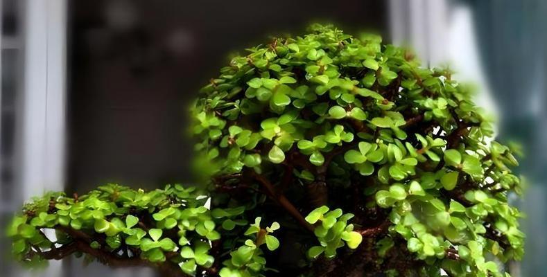 金枝玉叶喜阳还是喜阴？揭秘植物的光合作用（探究植物对光照的反应，为你的盆栽选个适合的位置）