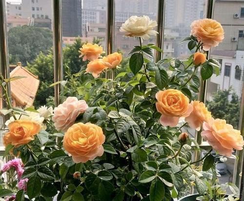 秋天阳台花卉养护指南（打造美丽秋日花园，打造自己的花海）