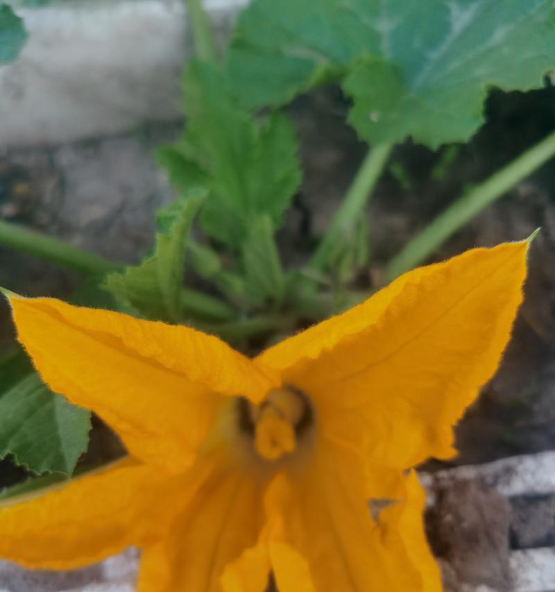 小葫芦的开花结果时间剖析（揭秘小葫芦的生长规律及关键要素）