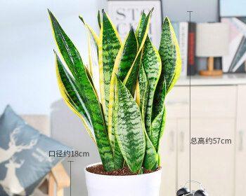 虎尾兰水养指南（适合初学者的高颜值植物）