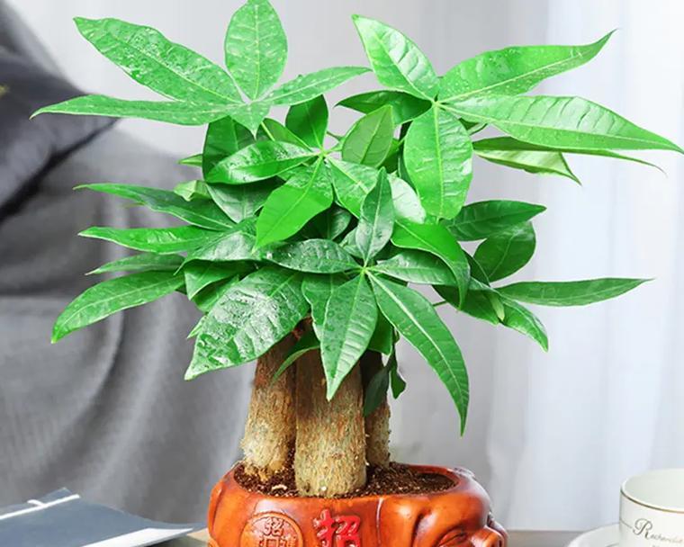 浇苹果水可以让发财树更旺？真相揭秘！（揭秘苹果水对发财树的影响及如何正确使用）