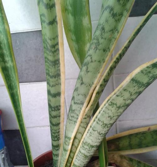 虎皮兰根烂了怎么办？教你救活它！
