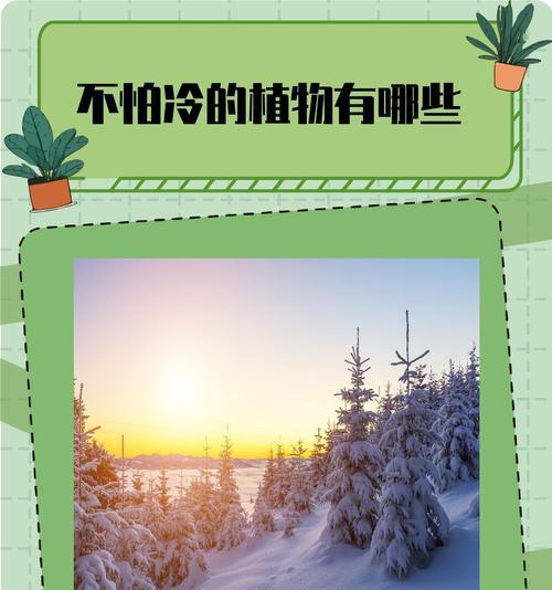 不怕冷的植物大盘点（寒冷环境下仍然茁壮成长的15种植物）
