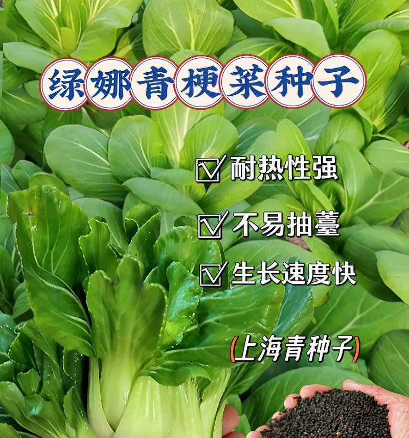 高温环境下的适合种植的蔬菜（选择合适的蔬菜品种以应对高温环境）