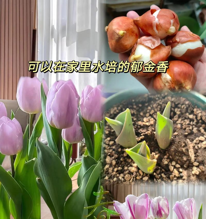 郁金香耐寒温度及其生长环境介绍（揭秘郁金香的冬季生长秘密，探究其生存环境特征）