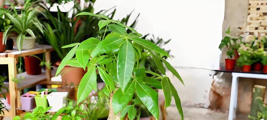 发财树喜水吗？全面解析发财树的生长环境需求