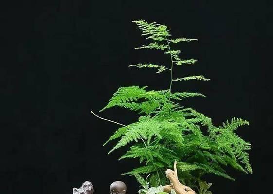文竹的光照需求剖析（探究文竹喜欢阳光还是喜欢阴凉，了解文竹生长的最佳光照环境）