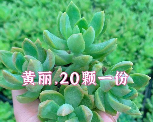 多肉黄丽掉叶子原因及解决方法（解决多肉黄丽掉叶子问题的有效措施）
