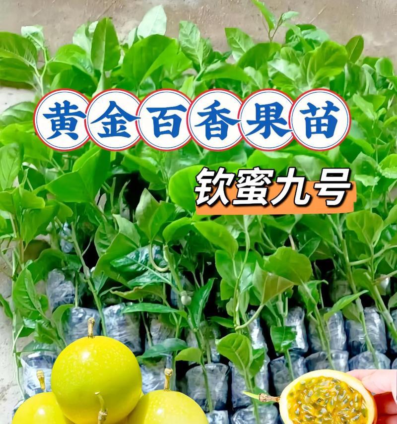 百香果的水分管理