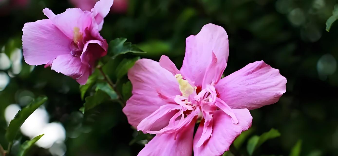 如何给木槿花施肥？（选择合适的肥料让木槿花更美）