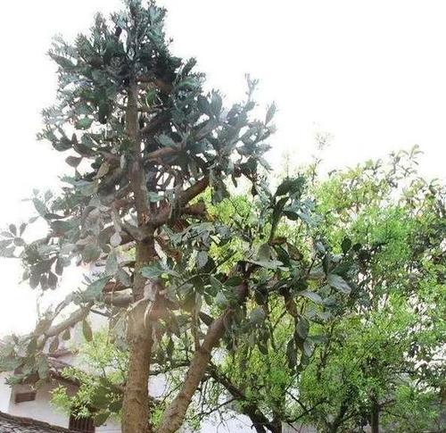 探究仙人掌的生长特点和分类（仙人掌是木本植物吗？）