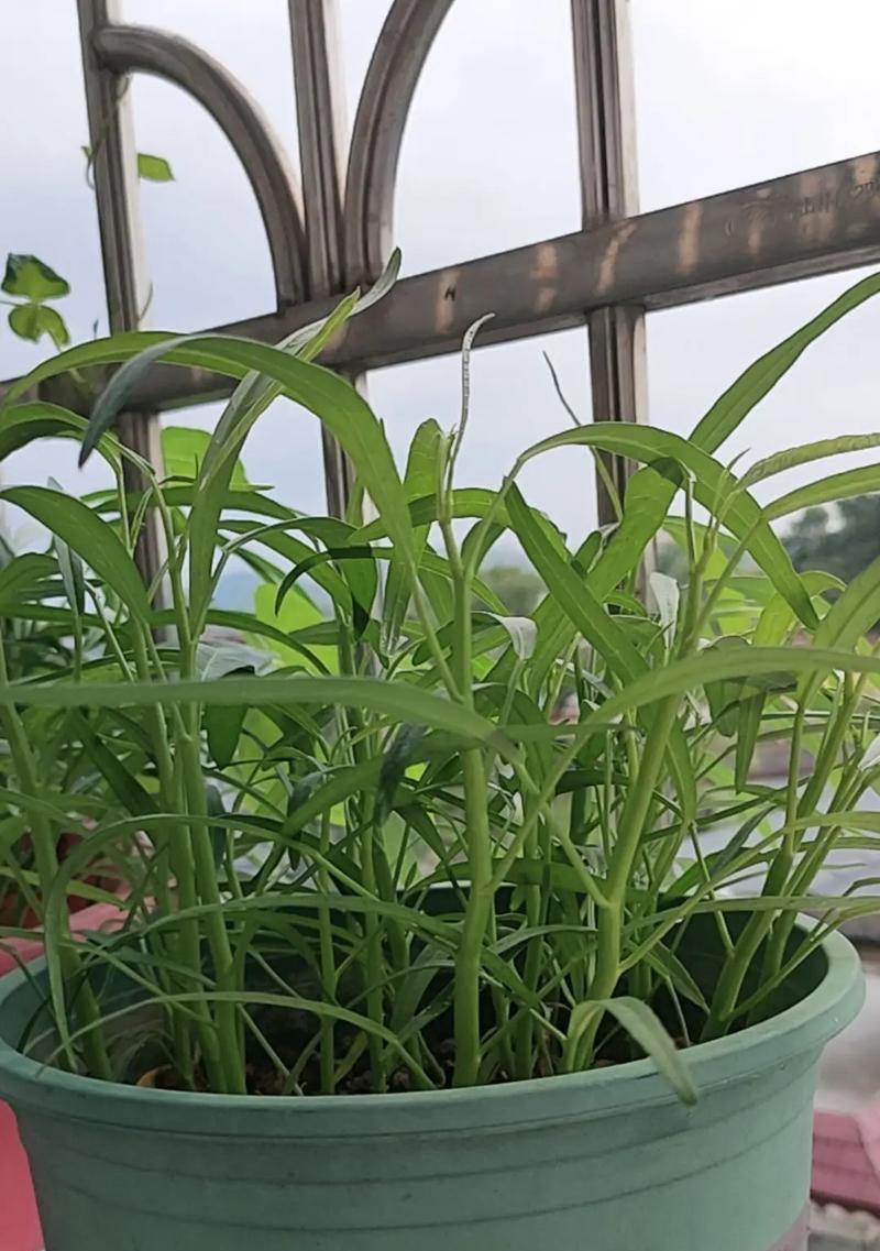 种植藤藤菜的方法与技巧（让你轻松掌握种植藤藤菜的窍门）