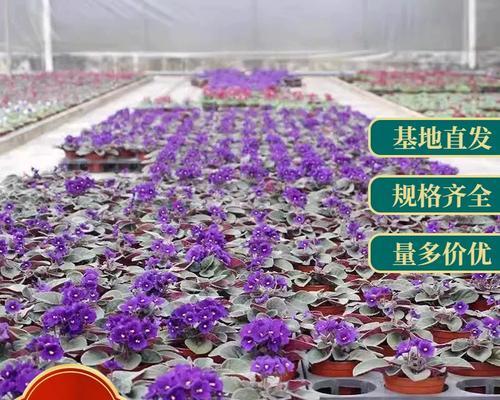 非洲紫罗兰的养殖技巧（了解非洲紫罗兰的生长条件与注意事项）