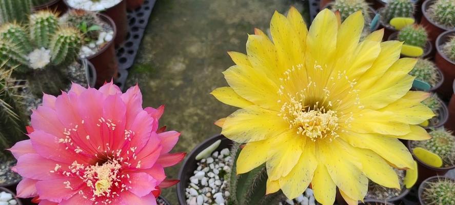 如何培养毛花柱，让它开花绽放（毛花柱养护技巧，让你轻松打造花园新亮点）