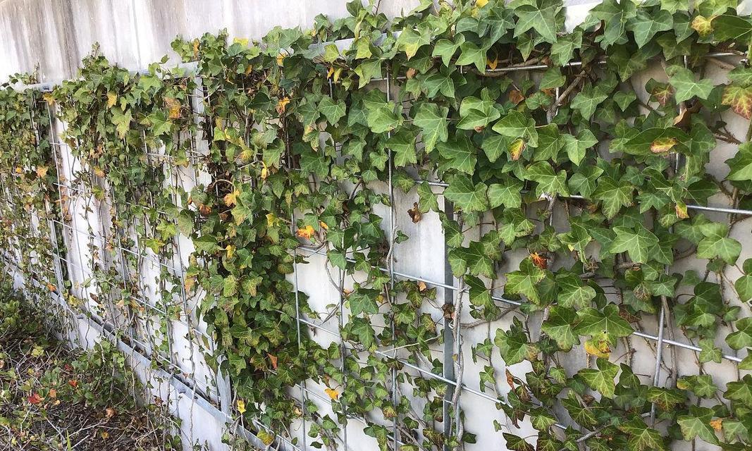 常春藤的种植技巧（掌握栽种时间和方法，打造美丽园林）