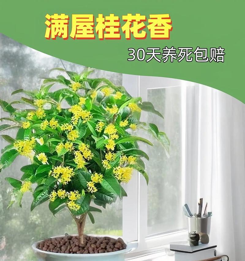 四季桂的浇水技巧（春夏秋冬各有不同的方法，掌握好这些小技巧让你的四季桂更加茂盛）