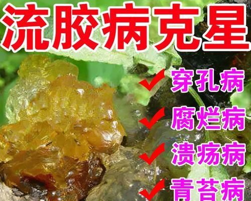 大樱桃炭疽病的防治（了解病因，采取有效措施，保障产量和质量）
