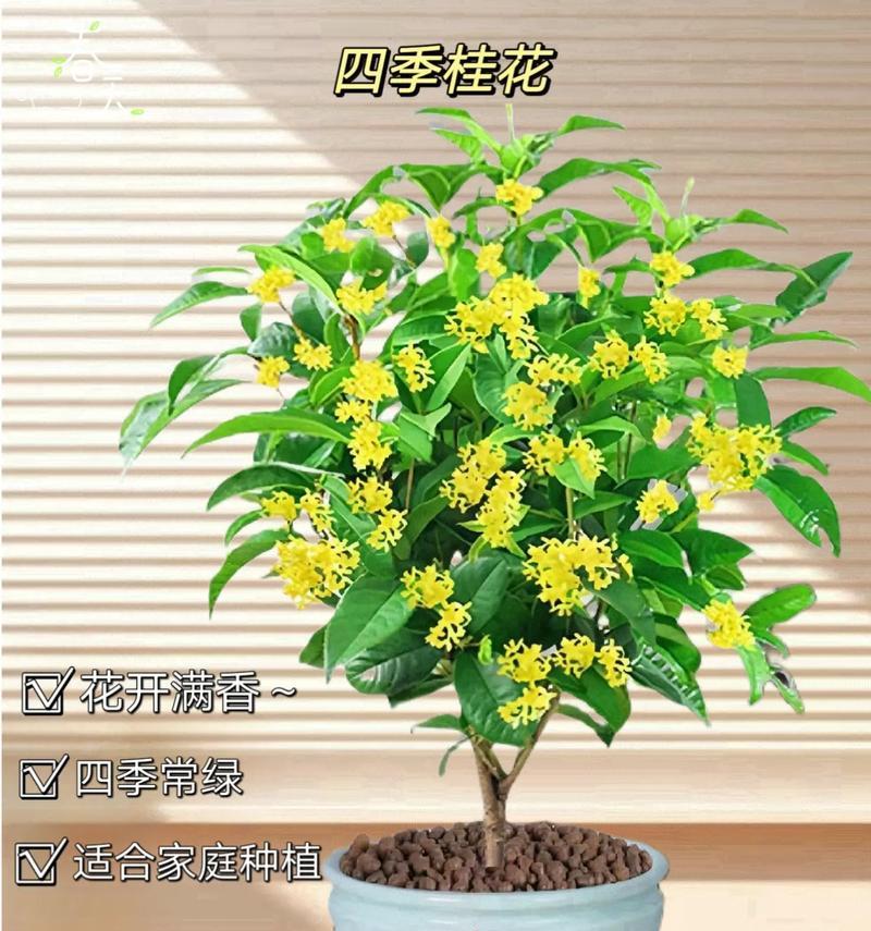 温度对桂花开花的影响（探究桂花开花的最适温度，解析其原因）