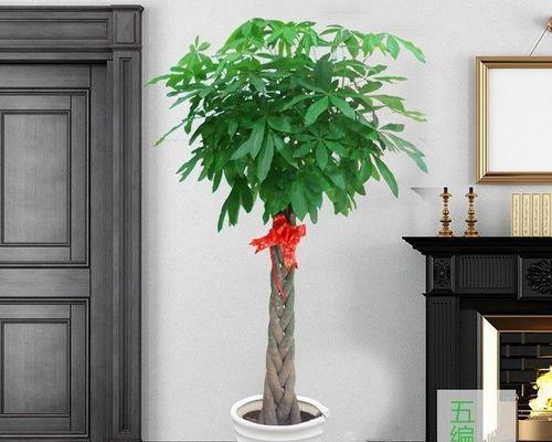 发财树是木本植物吗？剖析发财树的真实身份（探究发财树的分类及生长特征）