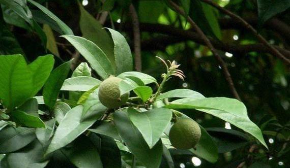 香樟树是裸子植物（一探裸子植物之香樟树的神秘面纱）