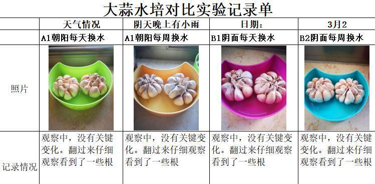 蒜苗水培与土培比较（哪种方法更适合蒜苗的生长？）