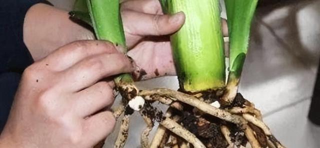 多菌灵可以浇韭菜吗？解析多菌灵对韭菜的影响（了解多菌灵使用前的注意事项，保护韭菜健康生长）