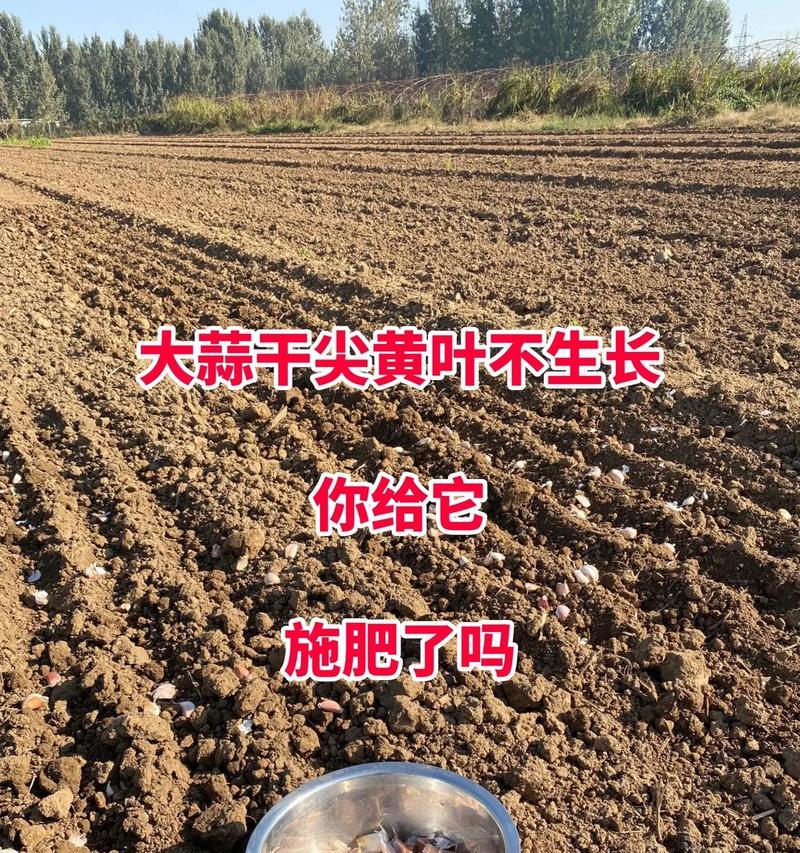 大蒜的种植与高产栽培技术（掌握大蒜种植方法，实现高产栽培）