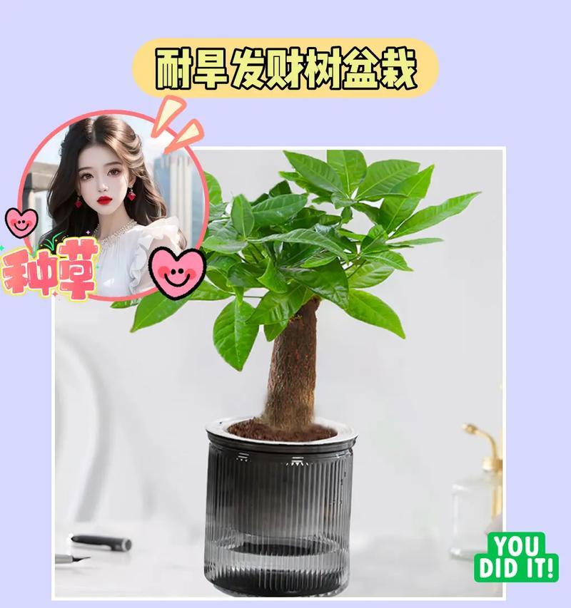 发财树刚种需要如何浇水？（新手必看，教你正确浇水的方法！）