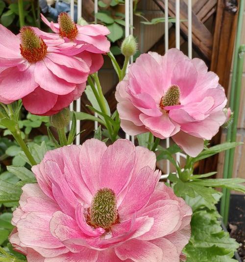 毛茛花养护指南——让你轻松打造美丽花园（一、毛茛花概述）