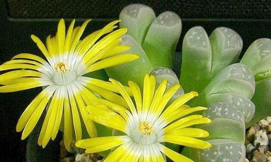 生石花开花周期解析（探究生石花一年内开花次数的变化规律）