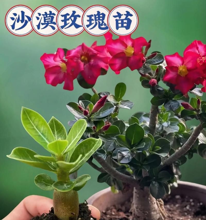 沙漠玫瑰的养殖技巧（一步步教你打造属于自己的玫瑰花园）