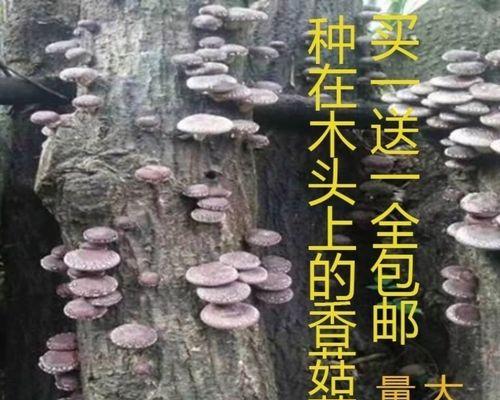 香菇种植的环境条件（掌握这些条件，让你的香菇生长快速又健康）