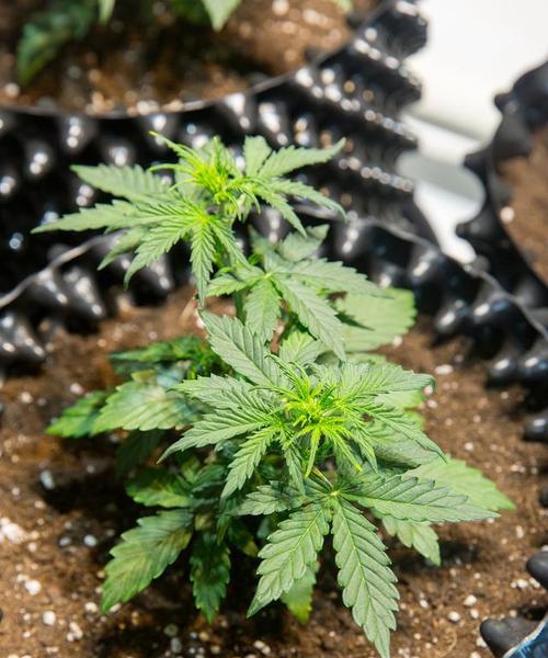 探秘含羞草的成长之路（从荒野到花园，含羞草的生长环境及栽培技巧）