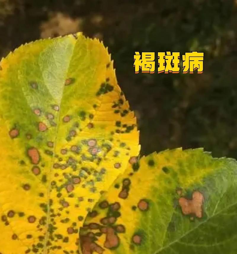 如何科学地浇水？——波露的浇水秘籍（掌握波露浇水的最佳时间、频率和方法）
