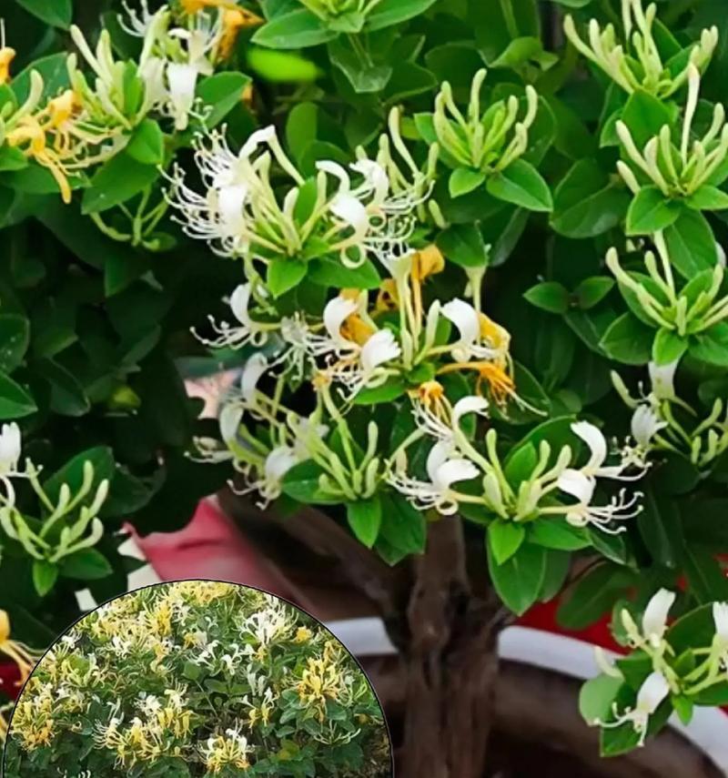 金银花开花时间与特点（探秘金银花开花的奥秘）