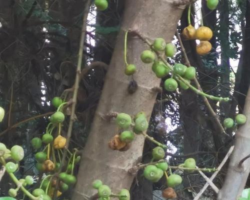 高山榕果实的食用价值（探寻高山榕果实的营养成分和食用方法）