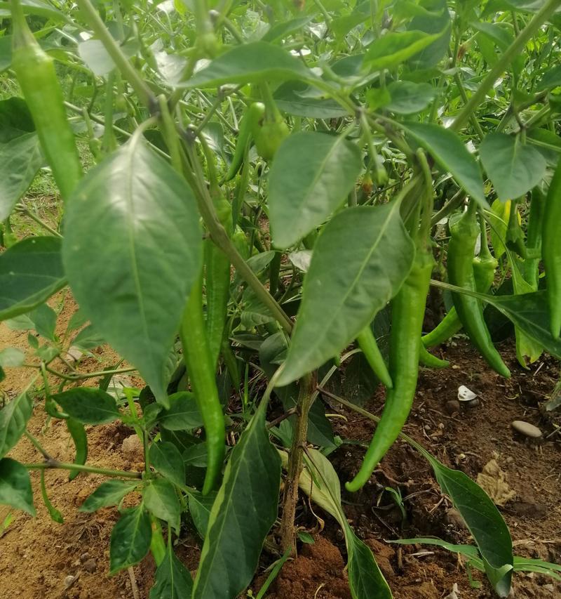 种植辣椒，浇水须知（每天浇水必须吗？种植辣椒的浇水要求）