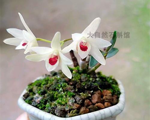 药材花卉的功效与用途（了解药材花卉，认识大自然的恩赐）