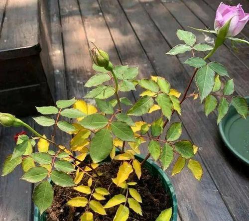 空调水可以浇花吗？适合浇什么花？（了解空调水对花卉的影响及浇水技巧）